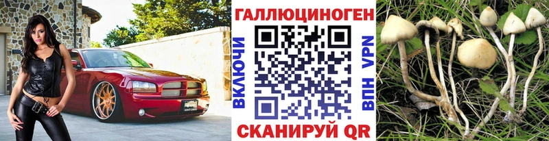 Псилоцибиновые грибы Psilocybe  Кочубеевское 